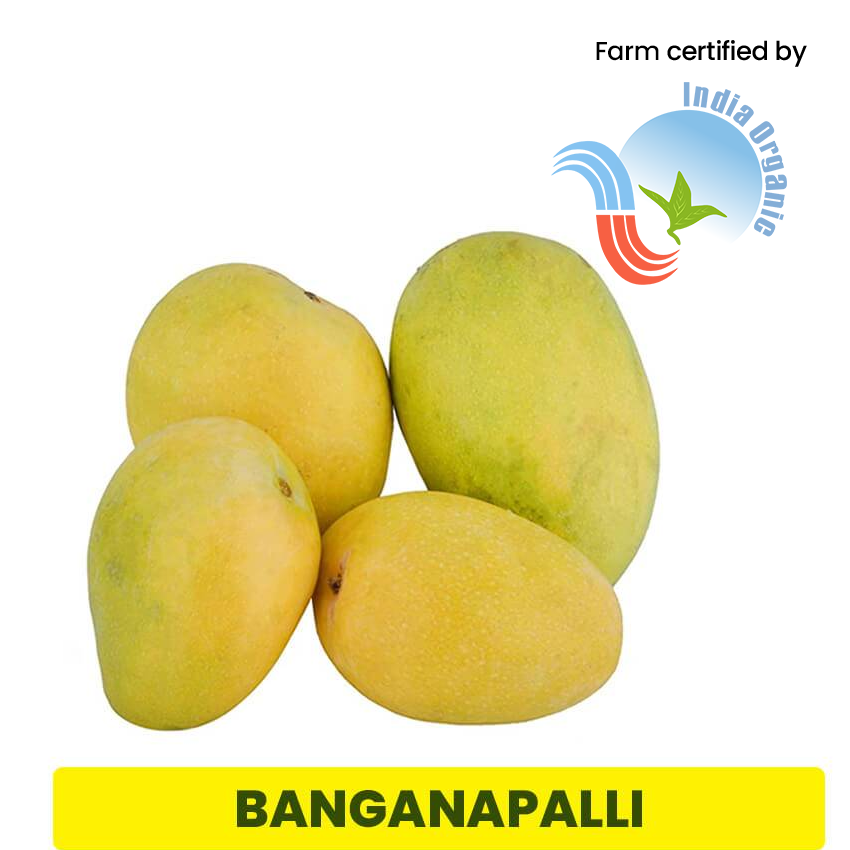 Buy Organic Banganapalli Mango 2kg Online In Chennai